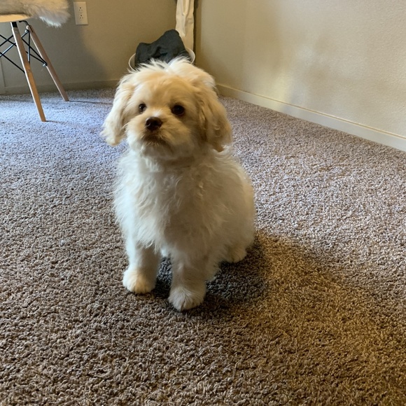 Meet your Posher, Kimberly - Picture 2 of 2